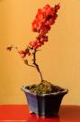 Bonsai en flor Madrid. Spain Flower Bonsai  0565